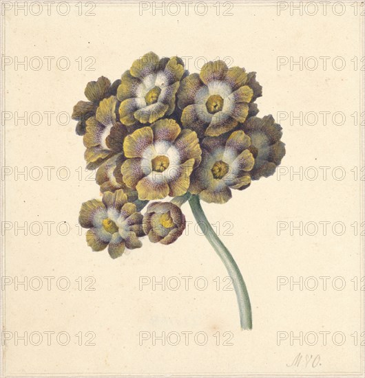 Flower study, 1790-1862. Creator: Maria Margrita van Os.