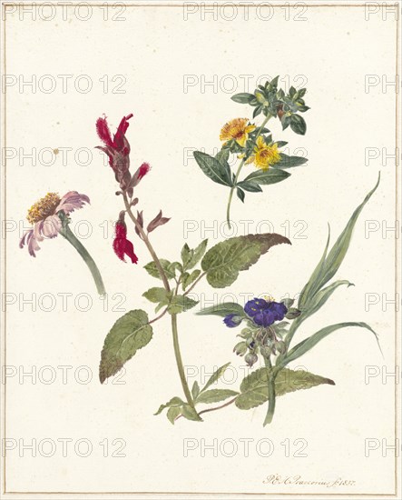 Studies of wild flowers, 1837. Creator: Pieter Ernst Hendrik Praetorius.