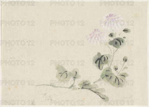 Purple-white chrysanthemums, 1808-1861. Creator: Utagawa Kuniyoshi.