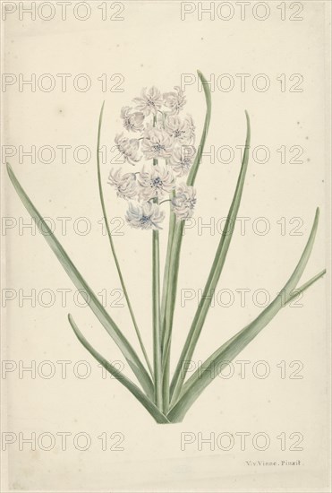 White-light blue hyacinth, 1746-1811. Creator: Vincent Jansz. van der Vinne.