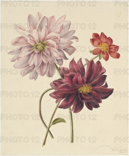 Dahlias, 1835-1904. Creators: Willem Hekking I , Willem Hekking.