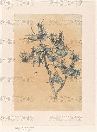 Thistles, in or before 1893. Creator: Willem Wenckebach.