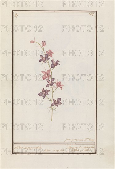 Larkspur (Consolida), 1790-1799. Creator: Jan Garemijn.