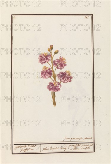 Wallflower (Erysimum cheiri), 1790-1799. Creator: Jan Garemijn.