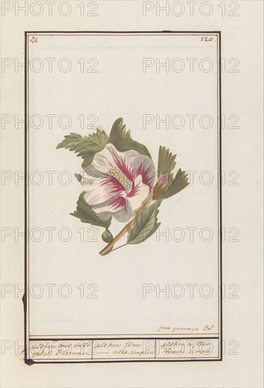Hibiscus (Hibiscus syriacus), 1790-1799. Creator: Jan Garemijn.