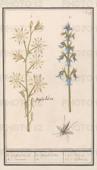 Asphodel (Asphodelus) and Rough bellflower (Campanula trachelium), 1596-1610. Creators: Anselmus de Boodt, Elias Verhulst.