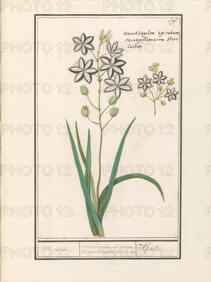 Asphodel (Asphodelus), 1596-1610. Creators: Anselmus de Boodt, Elias Verhulst.