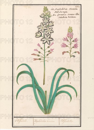 Asphodel (Asphodelus), 1596-1610. Creators: Anselmus de Boodt, Elias Verhulst.