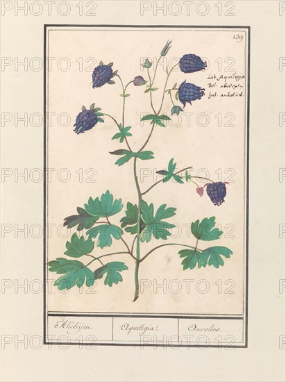 Columbine (Aquilegia), 1596-1610. Creators: Anselmus de Boodt, Elias Verhulst.