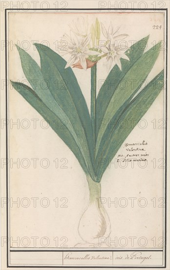 Amaryllis (Hippeastrum), 1596-1610. Creators: Anselmus de Boodt, Elias Verhulst.