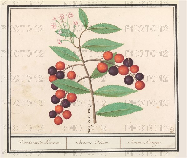 Wild black cherry (Prunus serotina), 1596-1610. Creators: Anselmus de Boodt, Elias Verhulst.