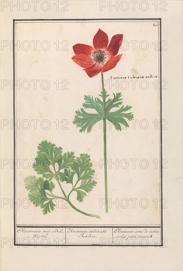 Anemone, 1596-1610.  Creators: Anselmus de Boodt, Elias Verhulst.