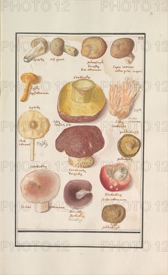 Mushrooms, 1596-1610. Creators: Anselmus de Boodt, Elias Verhulst.