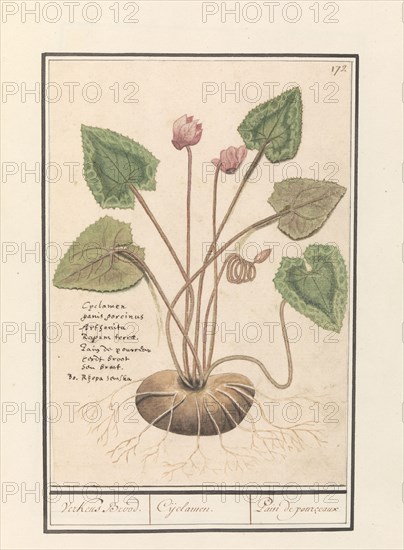 Cyclamen, 1596-1610.  Creators: Anselmus de Boodt, Elias Verhulst.