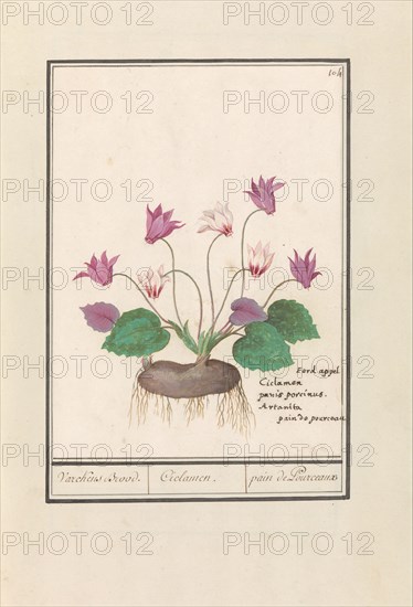 Cyclamen, 1596-1610.  Creators: Anselmus de Boodt, Elias Verhulst.