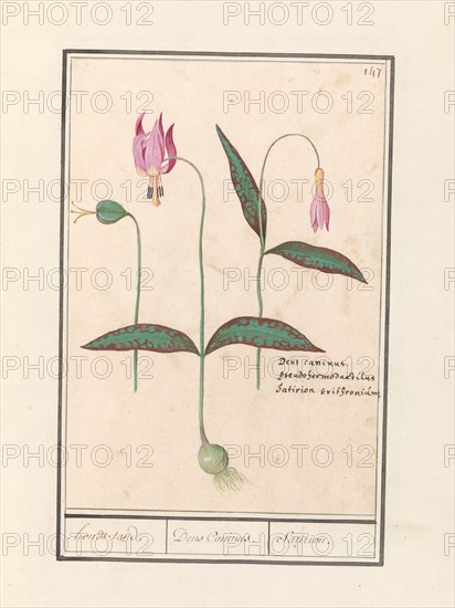 Dog Tooth (Erythronium dens-canis), 1596-1610. Creators: Anselmus de Boodt, Elias Verhulst.