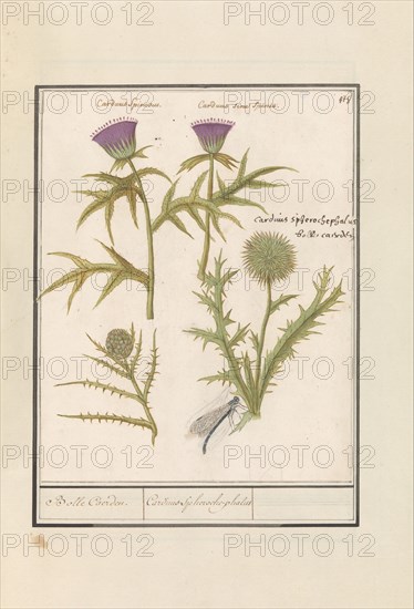 Thistle (Carduus) and Artichoke (Cynara cardunculus), 1596-1610. Creators: Anselmus de Boodt, Elias Verhulst.