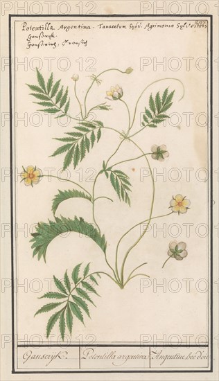 Potentilla, 1596-1610. Creators: Anselmus de Boodt, Elias Verhulst.