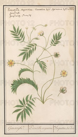 Potentilla, 1596-1610.  Creators: Anselmus de Boodt, Elias Verhulst.