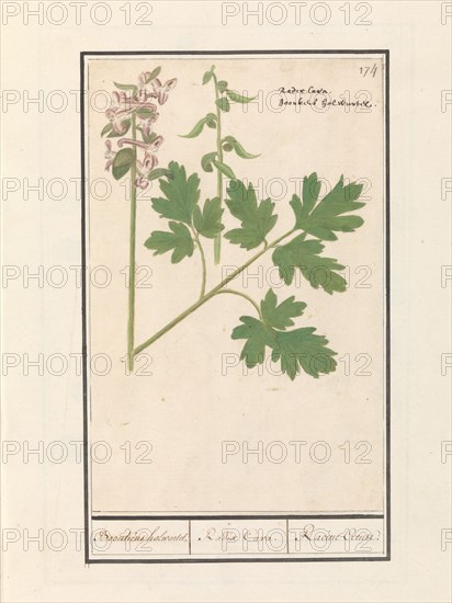 Hollow root (Corydalis cava), 1596-1610. Creators: Anselmus de Boodt, Elias Verhulst.