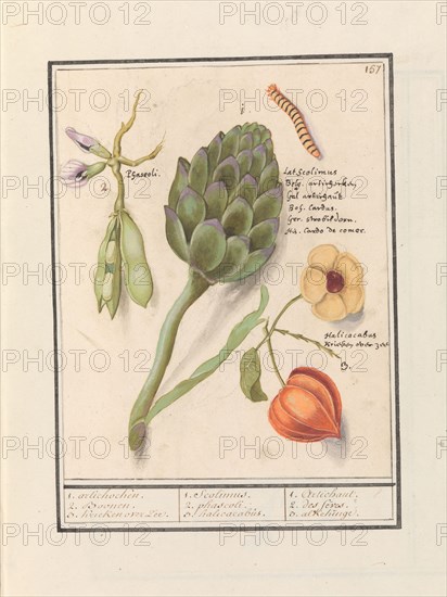 Artichoke (Cynara scolymus), broad beans (Vicia faba) and lantern plant (Physalis), 1596-1610. Creators: Anselmus de Boodt, Elias Verhulst.