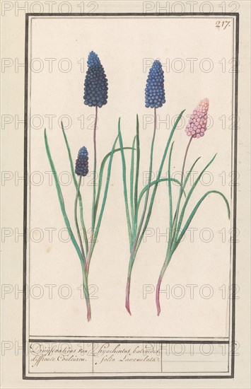 Grape hyacinths (Muscari botryoides), 1596-1610. Creators: Anselmus de Boodt, Elias Verhulst.