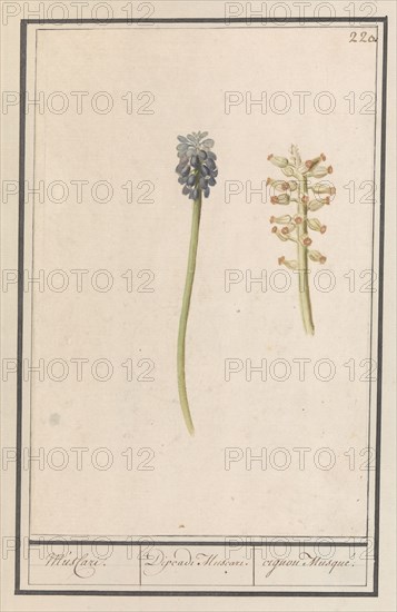 Grape hyacinths (Muscari botryoides), 1596-1610. Creators: Anselmus de Boodt, Elias Verhulst.