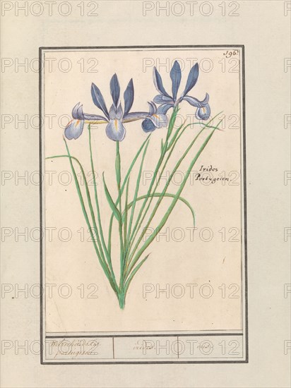 Blue Iris (Iris sibirica), 1596-1610. Creators: Anselmus de Boodt, Elias Verhulst.