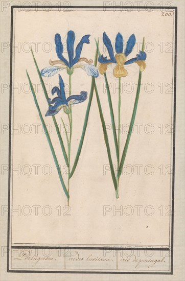 Blue Iris (Iris sibirica), 1596-1610. Creators: Anselmus de Boodt, Elias Verhulst.