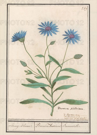 Blue Strawflower (Catananche caerulea), 1596-1610. Creators: Anselmus de Boodt, Elias Verhulst.