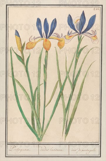 Blue-yellow Iris (Iris sibirica), 1596-1610. Creators: Anselmus de Boodt, Elias Verhulst.