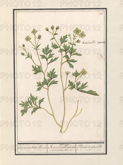 Buttercup (Ranunculus), 1596-1610. Creators: Anselmus de Boodt, Elias Verhulst.
