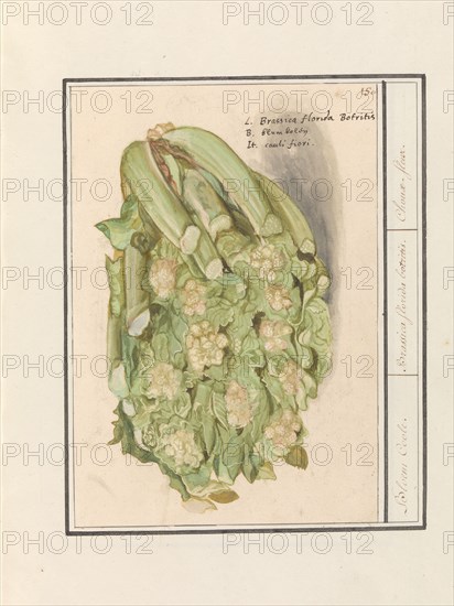 Cauliflower (Brassica oleracea convar. botrytis var. Botrytis), 1596-1610. Creators: Anselmus de Boodt, Elias Verhulst.