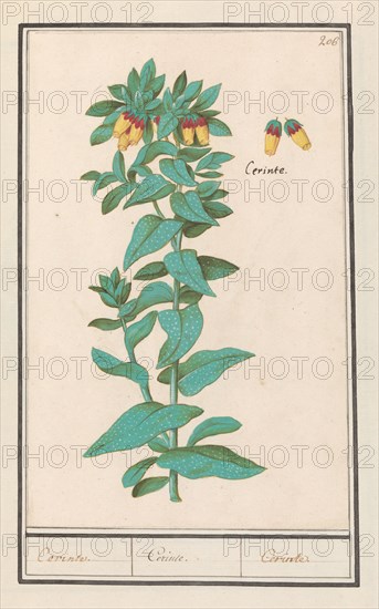 Cerinthe (Cerinthe major), 1596-1610. Creators: Anselmus de Boodt, Elias Verhulst.