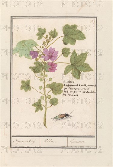 Large mallow (Malva sylvestris), 1596-1610. Creators: Anselmus de Boodt, Elias Verhulst.