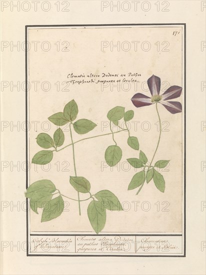 Clematis (Clematis), 1596-1610. Creators: Anselmus de Boodt, Elias Verhulst.