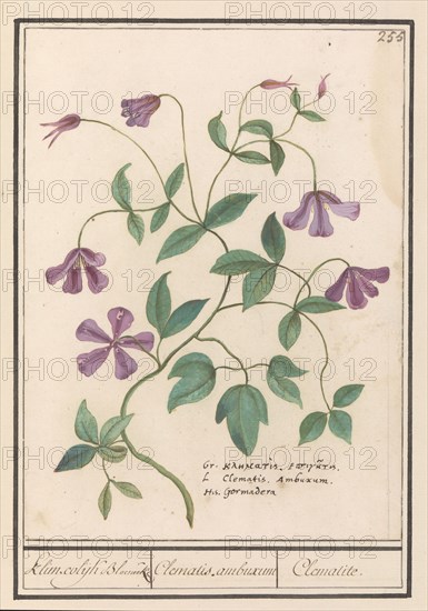 Clematis, 1596-1610. Creators: Anselmus de Boodt, Elias Verhulst.