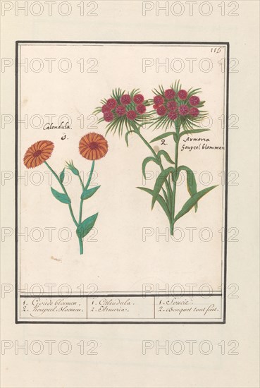 Marigold (Calendula) and Sweet William (Dianthus barbatus), 1596-1610. Creators: Anselmus de Boodt, Elias Verhulst.