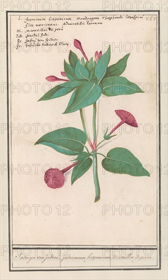 Night Beauty (Mirabilis jalapa), 1596-1610. Creators: Anselmus de Boodt, Elias Verhulst.