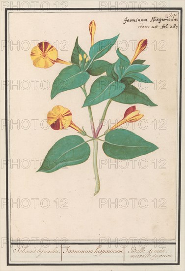 Night Beauty (Mirabilis jalapa), 1596-1610. Creators: Anselmus de Boodt, Elias Verhulst.