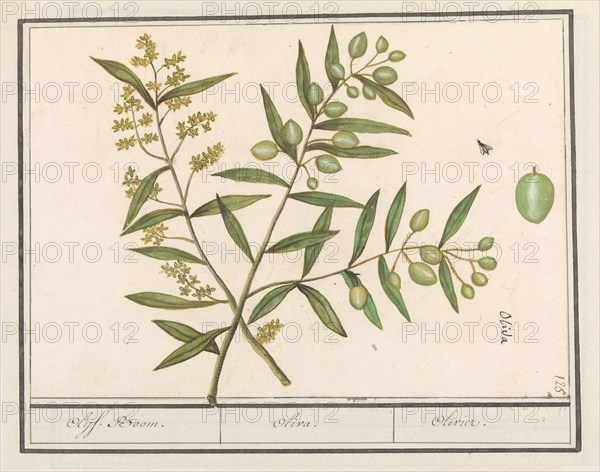 Olive (Olea europaea), 1596-1610. Creators: Anselmus de Boodt, Elias Verhulst.