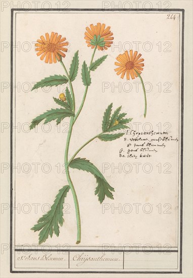 Chrysant (Chrysanthemum), 1596-1610. Creators: Anselmus de Boodt, Elias Verhulst.