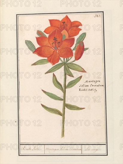 Red lily (Lilium), 1596-1610. Creators: Anselmus de Boodt, Elias Verhulst.