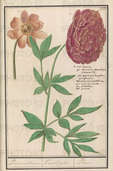 Peony (Paeonia), 1596-1610. Creators: Anselmus de Boodt, Elias Verhulst.