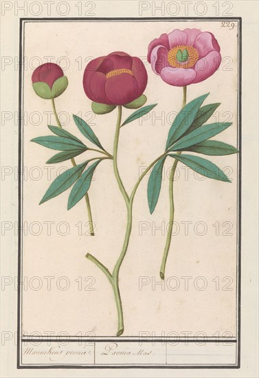 Peony (Paeonia), 1596-1610. Creators: Anselmus de Boodt, Elias Verhulst.