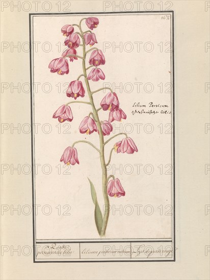 Persian lily (Fritillaria persica), 1596-1610. Creators: Anselmus de Boodt, Elias Verhulst.