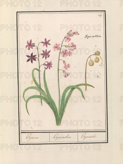 Hyacinth (Hyacinthus orientalis), 1596-1610. Creators: Anselmus de Boodt, Elias Verhulst.