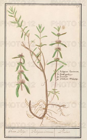 Pennyroyal (Mentha pulegium), 1596-1610. Creators: Anselmus de Boodt, Elias Verhulst.