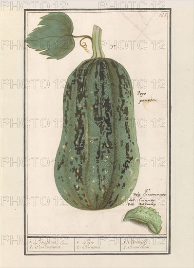 Pumpkin (Cucurbita pepo), 1596-1610. Creators: Anselmus de Boodt, Elias Verhulst.