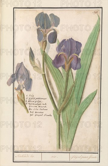 Purple iris (Iris germanica), 1596-1610. Creators: Anselmus de Boodt, Elias Verhulst.